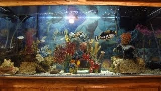 150 gallon saltwater aquarium custom setup quotLiving Artquot [upl. by Loella]