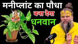 मनीप्लांट में घर का ऐसा पानी भूलकर भी मत डालना बना देगा धनवान premanandjimaharaj [upl. by Guilbert816]