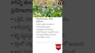 Benefits of Kasini Tulsi Leaves 🌿✨ HealthTips TulsiBenefits [upl. by Alidia14]