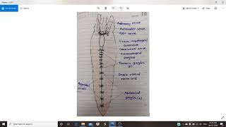 Nervous system of Penaeus [upl. by Croydon224]