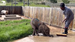 Elephant Orphan Phabeni’s First Day  Playing in the Garden with Lammie amp Herman [upl. by Annait]