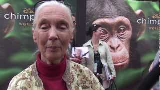 Jane Goodall talks about Disneys Chimpanzee [upl. by Dnalyag]