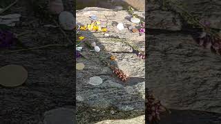 Offerings at a druids altar today druid pagan witchcraft stonecircle [upl. by Sivra639]