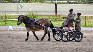 20230720  Dressyr  Ebbe Toresson  SM Nordsvensk  Vaggeryd [upl. by Osmen]