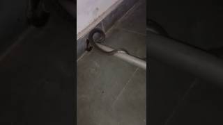 Snake Sounds  The Horrifying Scream of the Snake [upl. by Aytak]