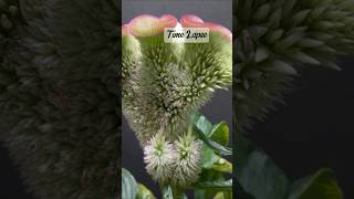 How This Beautiful Plant grow from seed shorts shortvideo flowers plants [upl. by Sihon]