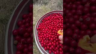 Quandong Australian native bush tucker [upl. by Riebling]