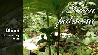 Payungan Tacca palmata  part 3 [upl. by Philo845]