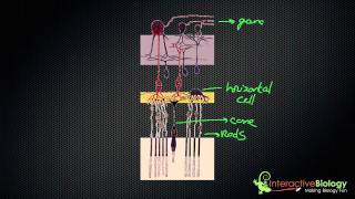 034 How Lateral Inhibition enhances Visual Edges [upl. by Fernandes]