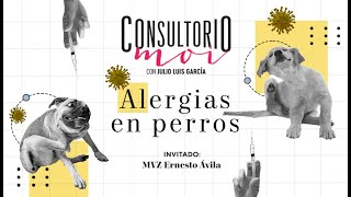 Consultoriomoi alergias en perros [upl. by Poppy]