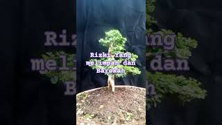 Bonsai Sancang motivasi quotes motivation katakatabijak doaagarrezekimengejarkita [upl. by Nollid566]