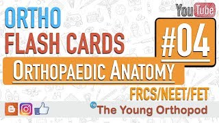 Ortho Flash Cards  Orthopaedic Anatomy 04  NEET PG  USMLE  MRCS  The Young Orthopod [upl. by Amein]