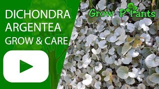 Dichondra argentea  grow and care Silver falls [upl. by Sothena]