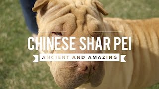 ALL ABOUT CHINESE SHAR PEI ANCIENT AND AMAZING [upl. by Eirret]