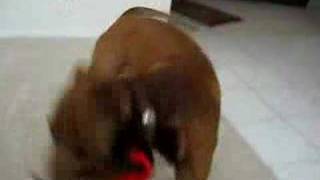 Pitbull Brown Nose vs Stuffed Toy monkey [upl. by Faxon]