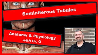 Seminiferous Tubules Anatomy and Physiology [upl. by Carey]