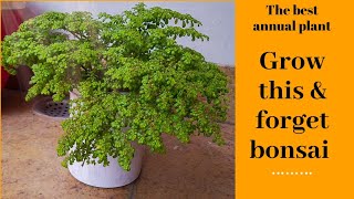 Grow bonsai alternativePILEA MICROPHYLLA rockweed artillery plantbest perrenialsgardening tips [upl. by Boiney]