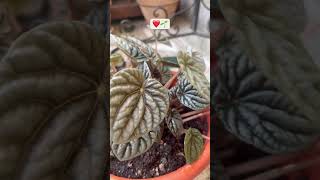 Repotting Peperomia CaperataEmerald Ripple🌱🌱peperomiarepottingshortsyoutubeshorts [upl. by Gerek]