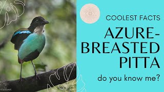 Azurebreasted Pitta facts 🦜 endemic to Mindanao Bohol Leyte and Samar in Philippines 🇵🇭 [upl. by Carie]