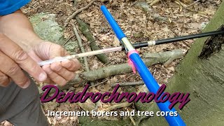 Dendrochronology How to use an increment borer [upl. by Ahsial310]