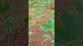 Peas plant growing gardeningtour matarplant gardenplants flower vegetables rooftopplant [upl. by Hanoy27]