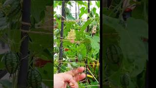 Cucamelon Harvesting 🫒 cucamelon satisfying harvesting shorts [upl. by Joses621]