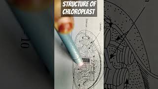 Structure of chloroplast biology humanbiology plants physiology cbse cbseboard [upl. by Mossberg27]