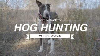 Master the Hunt Bull Terrier Hog Hunting Strategies [upl. by Eniale]