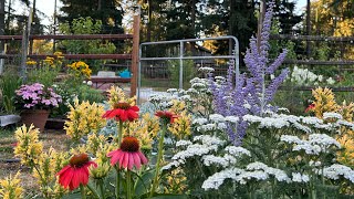 Russian Sage Yarrow Coneflowers and Agastache In The Perennial Cut Flower Garden [upl. by Litman]