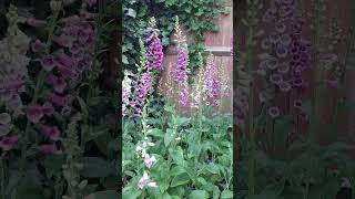 Selfseed Foxglove seedlings in my garden Growing and Blooming Successfully [upl. by Idorb]