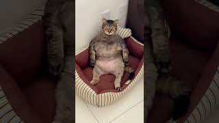 Funny fat cats🤣🤣🙀fyp funny funnyvideos cat cats funnycat pets foryoupage funnytime ❤️❤️ [upl. by Elnora]