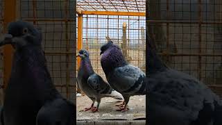 Serbian highflyers pairing season 2025 beautifulpigeonintheworld pigeon kabootar [upl. by Ehtnax]