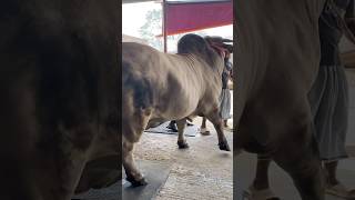 Hefty Brahman Crossbeed bull  Bullrace bakraeidspecial bullrace bakramandi ytshorts [upl. by Lebbie869]