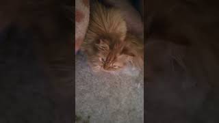 Cats Name suggest of cat names please like and subscribe my channel [upl. by Matazzoni]