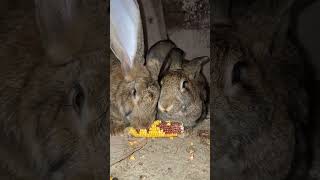 Asmr bunny eating corn fypシ゚viral fyasmr rabbit [upl. by Nauqaj220]