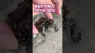 Black pond  spotted turtle blackpond blackspotted turtles indianturtle baby shorts short [upl. by Ydnac]