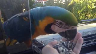 Hand feeding wild macaws [upl. by Ailehs653]