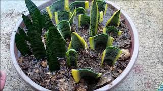 Snake Plant Propagation in Water and Soil by Leaf Cuttings Sansevieria [upl. by Ardehs]