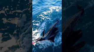 Sailfish vs New Lure sailfish fail trolling fishing florida blackbartlures [upl. by Purvis]