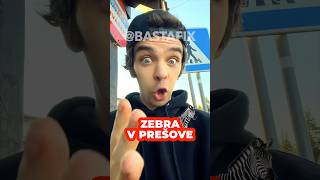 Zebra na ceste v Prešove 😂 Šak jakoby nic 🦓 extrém toto 🙈 Sekčov iný svet 😜 BastaFix Slovensko [upl. by Eilama656]