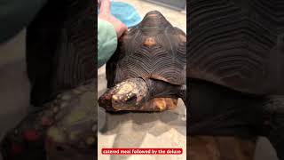 Pampered tortoise gets shell scratches after every gourmet meal turtle asmr [upl. by Akcir]