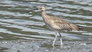 Eurasian Whimbrel  Numenius phaeopus  eat crab in Spring 2024 [upl. by Donelu150]