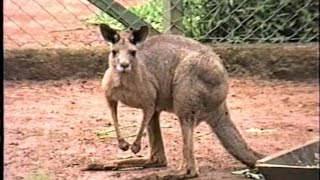 CANGURU MACROPUS GIGANTEUS EASTERN GREY KANGAROO Marsupiais ZOO de SÃO PAULO [upl. by Ky]