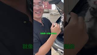 美短起司米努特矮脚猫 主打甜美可爱，脸蛋超级甜起司猫 米努特矮脚猫 猫咪 萌宠出道计划 [upl. by Ten990]