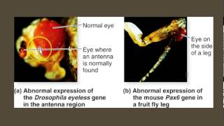 EvoDevo Evolutionary Developmental Biology Pax6 [upl. by Swarts]