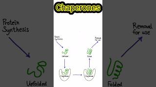 Chaperones shortsfeed biology biochemistry molecularbiology [upl. by Montanez]