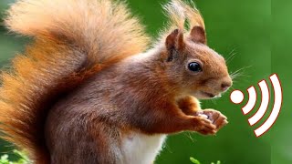 Squirrel Sounds  Male squirrel mating call sound [upl. by Jolyn581]