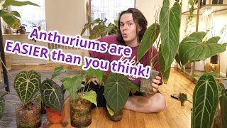 Anthurium Care Is EASIER Than You Think Heres Why [upl. by Ysle]