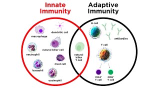 Introduction to Innate Immunity [upl. by Koal]