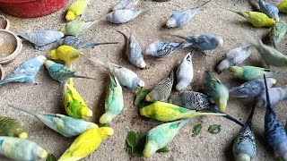 Budgies Birds Colony [upl. by Eilraep136]